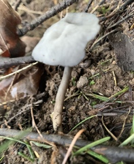 Helvella solitaria