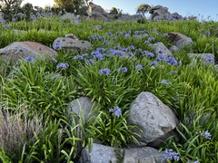 Agapanthus caulescens