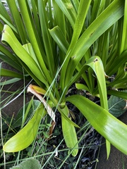 Agapanthus caulescens