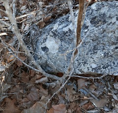 Zanthoxylum hirsutum