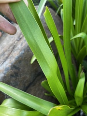 Agapanthus caulescens