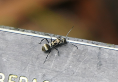 Polyrhachis cupreata