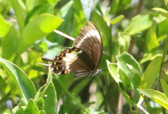 Papilio fuscus
