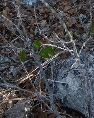 Zanthoxylum hirsutum