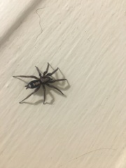 Herpyllus propinquus