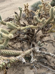 Cylindropuntia echinocarpa