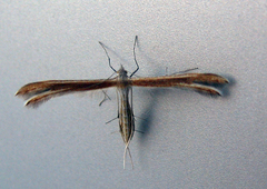 Pterophoridae