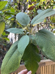 Ficus erecta