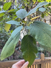 Ficus erecta