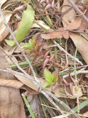 Callisia repens