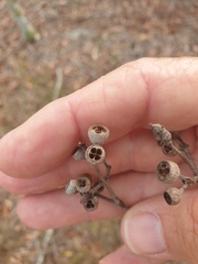 Eucalyptus acmenoides