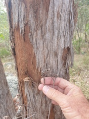 Eucalyptus acmenoides