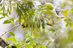 Manorina melanophrys