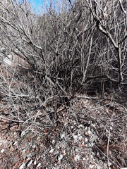 Cephalanthus occidentalis