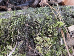 Ptychostomum pseudotriquetrum