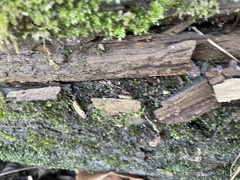 Ptychostomum pseudotriquetrum