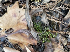 Ptychostomum pseudotriquetrum