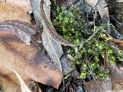 Ptychostomum pseudotriquetrum