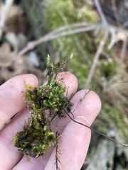 Ptychostomum pseudotriquetrum