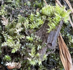 Ptychostomum pseudotriquetrum