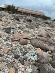 Psathyrotes ramosissima