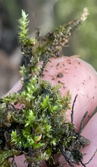 Ptychostomum pseudotriquetrum