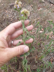 Praxelis clematidea
