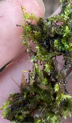 Ptychostomum pseudotriquetrum