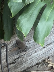 Antechinus agilis