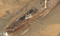 Dolomedes facetus