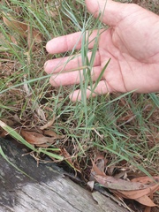 Digitaria didactyla