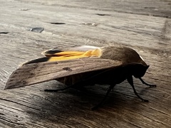 Ophiusa parcemacula