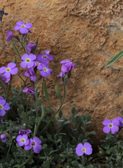 Aubrieta deltoidea
