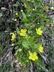 Sphedamnocarpus pruriens