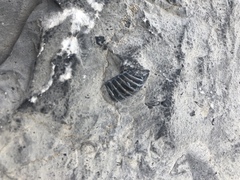 Trilobita