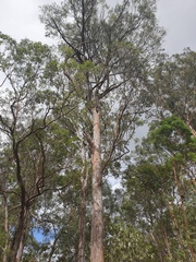 Eucalyptus acmenoides