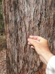 Eucalyptus acmenoides