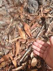Eucalyptus acmenoides
