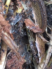 Oligosoma aeneum