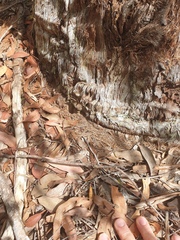 Eucalyptus acmenoides