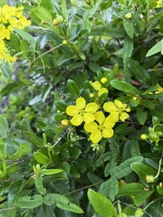 Sphedamnocarpus pruriens