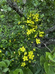 Sphedamnocarpus pruriens