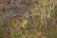 Acacia rubida