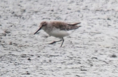 Calidris falcinellus