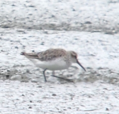 Calidris falcinellus