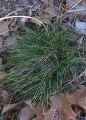 Carex planostachys