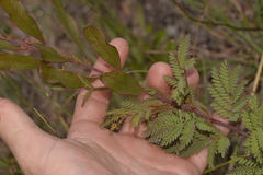 Acacia rubida