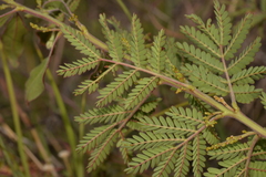 Acacia rubida