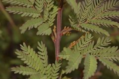 Acacia rubida