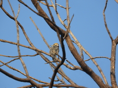 Leiopicus mahrattensis